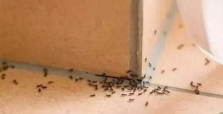 家裡 有 螞蟻 代表 什麼 家人是小人